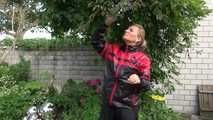 Watching sexy Sandra wearing sexy shiny nylon rainwear gardening outside (Video)