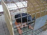 Sklave im Hundekäfig