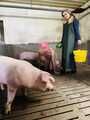 Picture collection for the movie "#Feeding my pigs"