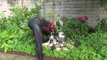 Watching sexy Sandra wearing sexy shiny nylon rainwear gardening outside (Video)