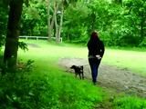 Cuffed walk with a dog