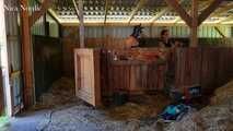 Pony dressage in the stable and on the meadow