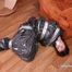 [From archive] Catt is packed in the trashbag, gagged and blindfolded