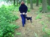 Cuffed walk with a dog
