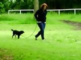 Cuffed walk with a dog