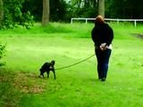 Cuffed walk with a dog