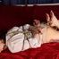 Esther hogtied