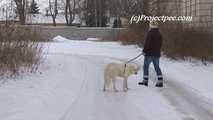 032073 Sam Takes A Huge Standing Pee Whilst Walking The Dog