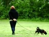 Cuffed walk with a dog