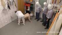 Butcher apprentice day (total film) #pigplay for 3 men with a #femalehumanpig