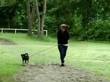 Cuffed walk with a dog