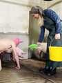 Picture collection for the movie "#Feeding my pigs"