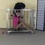 Sophia in the cage